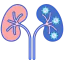 Kidneys icon 64x64