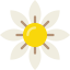 Daisy icon 64x64