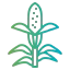 Corn icon 64x64