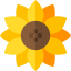 Sunflower icon 64x64