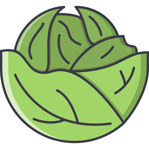 Cabbage icon