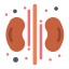 Kidneys icon 64x64
