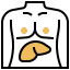 Liver icon 64x64
