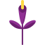Gladiolus icon 64x64