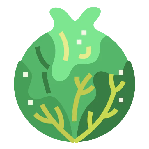 Cabbage icon