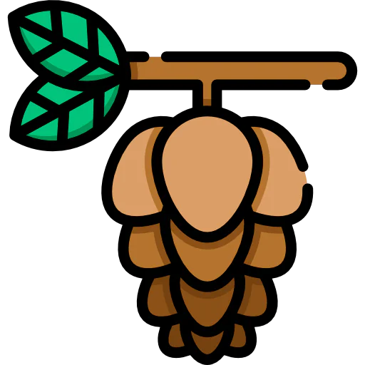 Pine icon