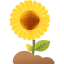 Sunflower icon 64x64