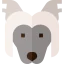 Chinese crested biểu tượng 64x64