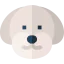 Bichon frise biểu tượng 64x64