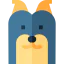 Yorkshire terrier biểu tượng 64x64