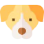 Pitbull biểu tượng 64x64