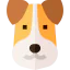 Fox terrier biểu tượng 64x64
