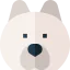 Samoyed icon 64x64