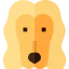 Afghan hound icon 64x64