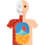 Anatomy icon 64x64