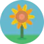 Sunflower icon 64x64