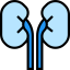 Kidneys icon 64x64