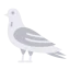 Pigeon icon 64x64
