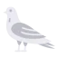 Pigeon 图标 64x64