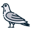 Pigeon icon 64x64