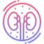 Kidney icon 64x64