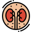 Kidney icon 64x64