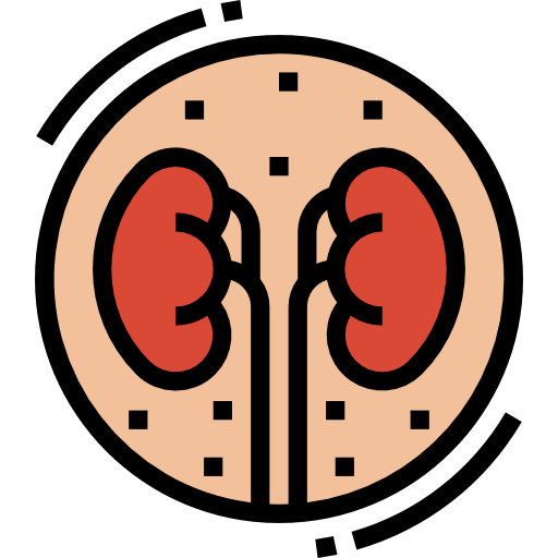 Kidney icon