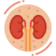 Kidney icon 64x64