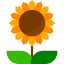 Sunflower icon 64x64