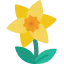 Daffodil icon 64x64