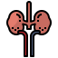 Kidney 상 64x64