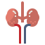 Kidney 상 64x64