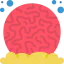Coral biểu tượng 64x64