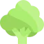 Broccoli アイコン 64x64