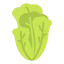 Lettuce Ikona 64x64