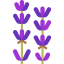 Lavender icon 64x64