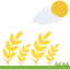 Wheat icon 64x64
