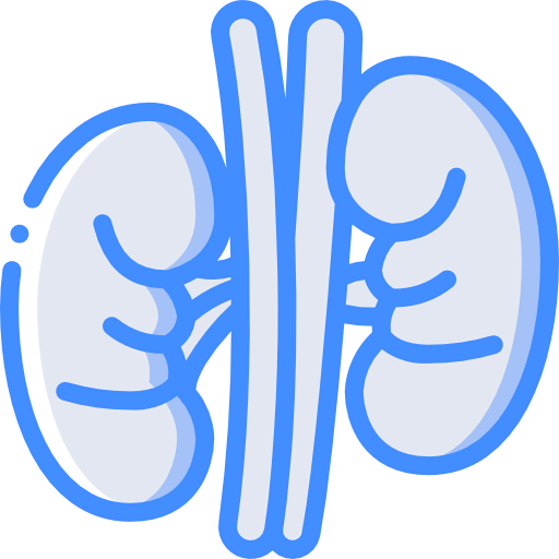 Kidney icon