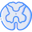 Spinal cord icon 64x64