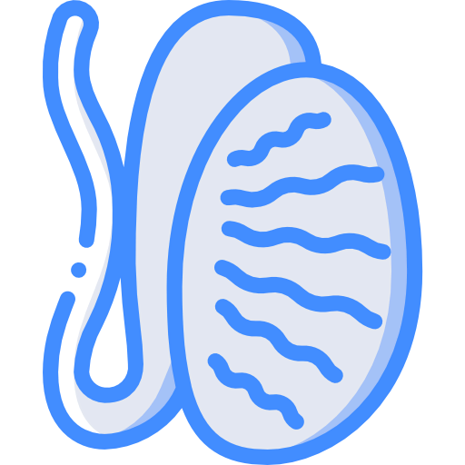 Testis icon
