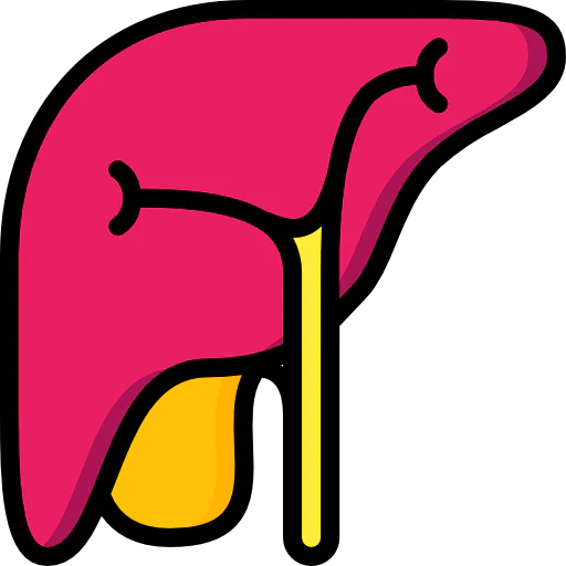Liver icon