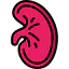 Kidney ícone 64x64