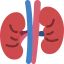 Kidney 图标 64x64