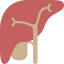 Liver 图标 64x64