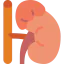 Adrenal gland 图标 64x64