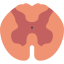 Spinal cord 图标 64x64