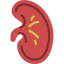 Kidney 图标 64x64