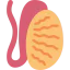 Testis 图标 64x64