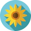 Sunflower icon 64x64