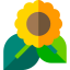 Sunflower icon 64x64